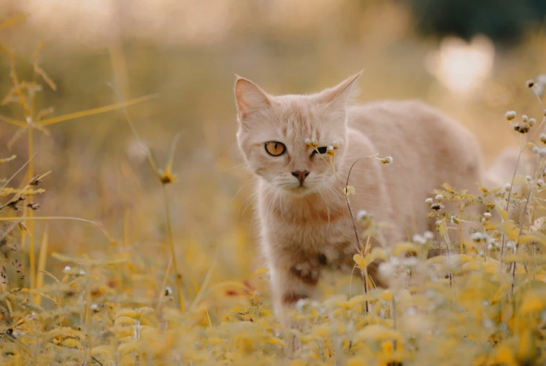 the cat is walking through the grass and weeds