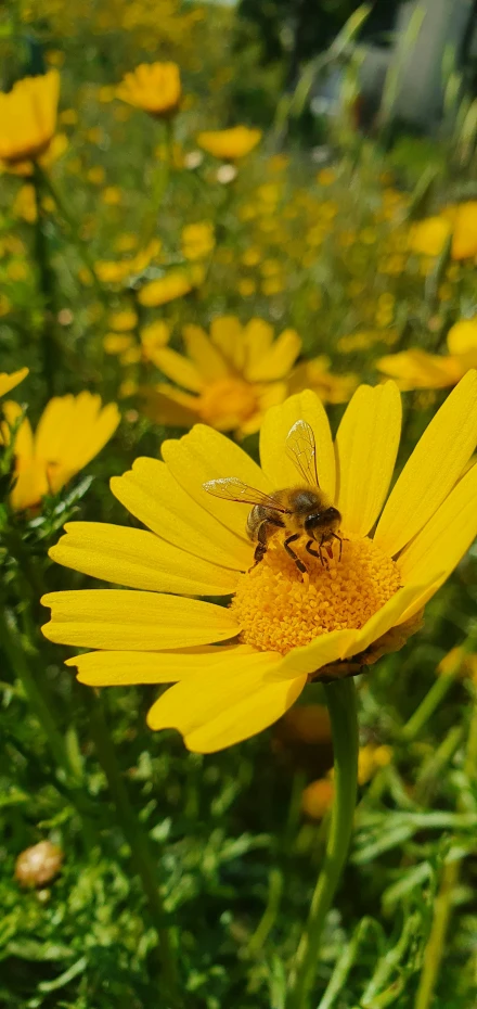 bee sitting on the end of a bright yellow flower