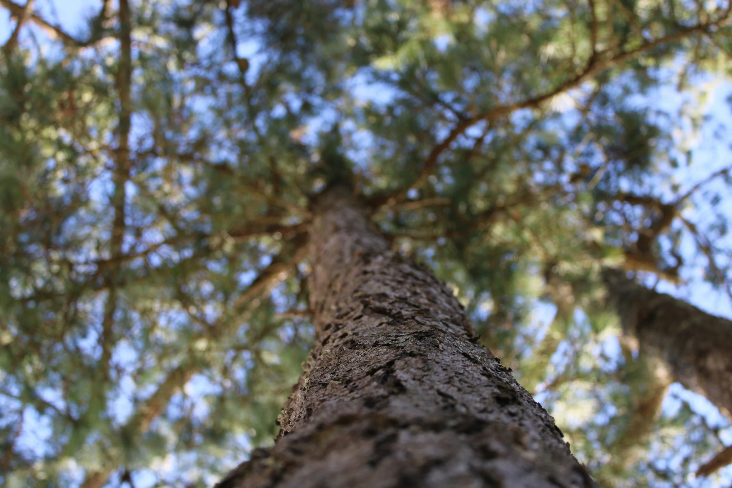 the bottom of a pine tree in front of a blue sky