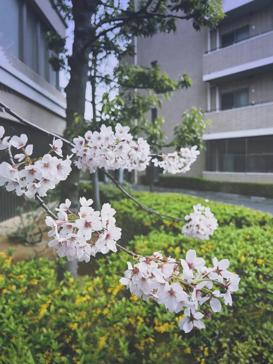 some white flowers and buildings on a sunny day