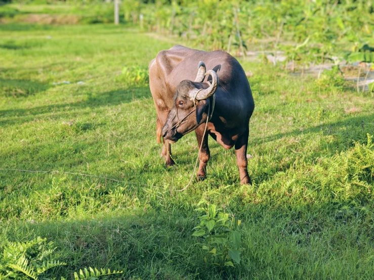 a cow that is standing in the grass