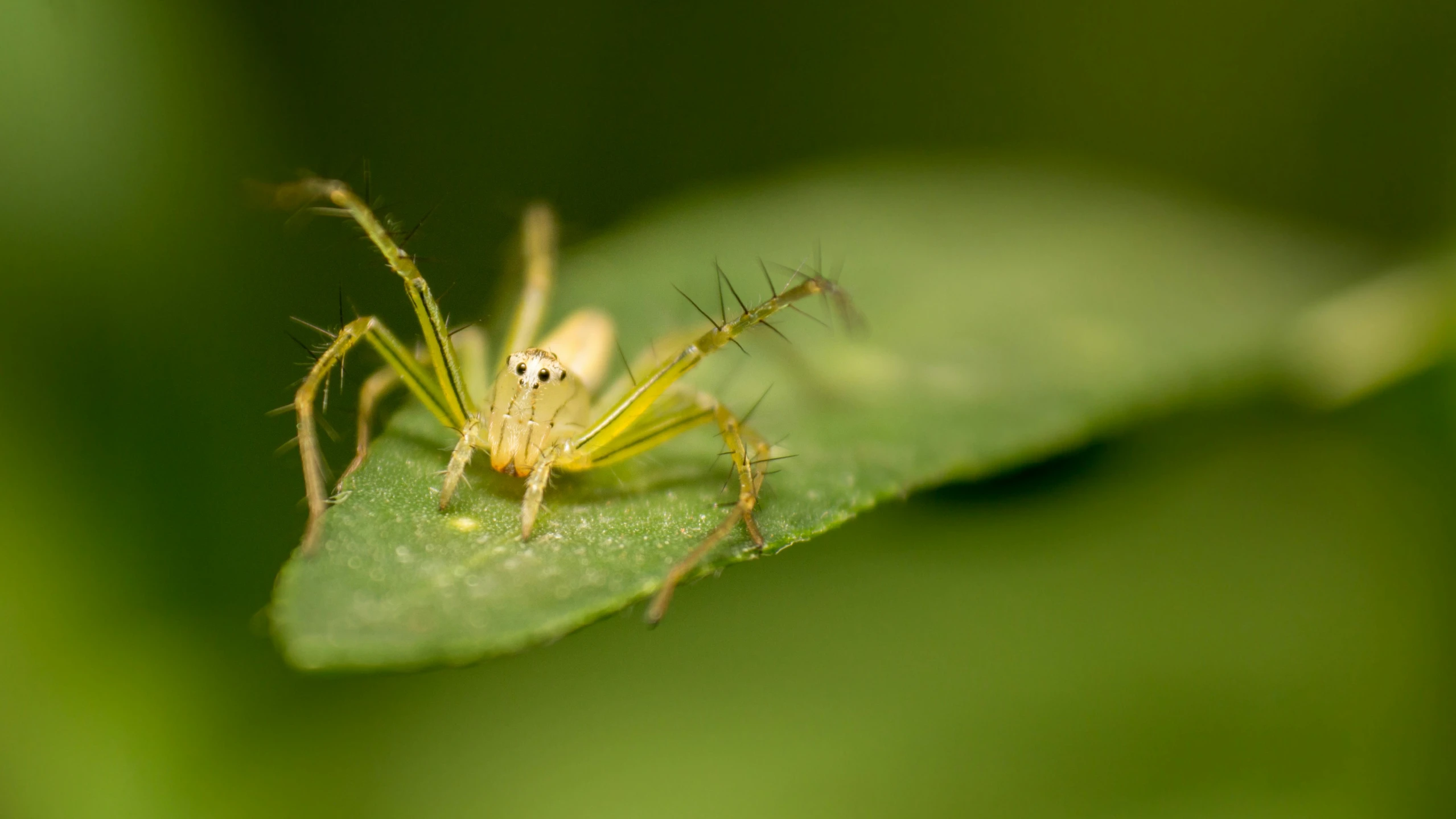 a spider sitting on top of a green leaf