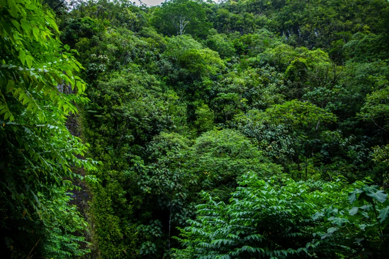 the view from inside a jungle looking over lush green trees