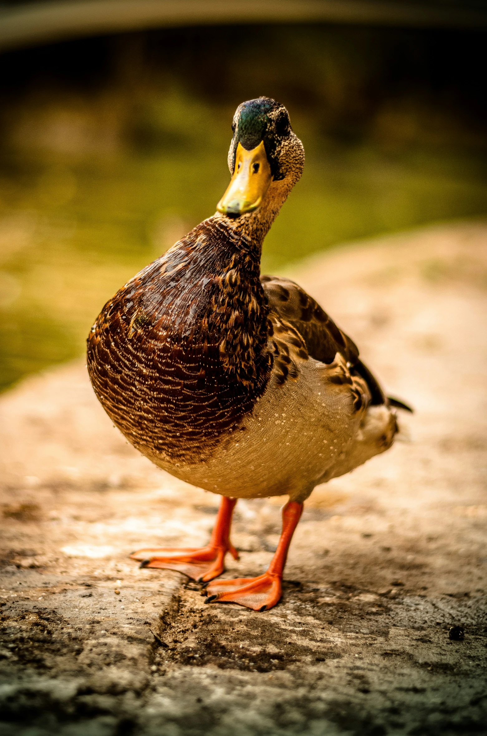 a duck on a cement ledge in the sun