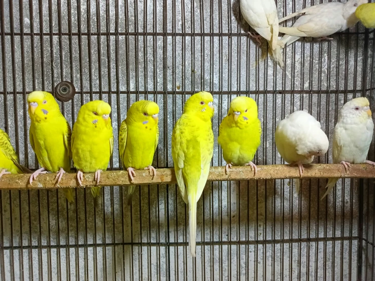 many different colored birds sitting on a perch