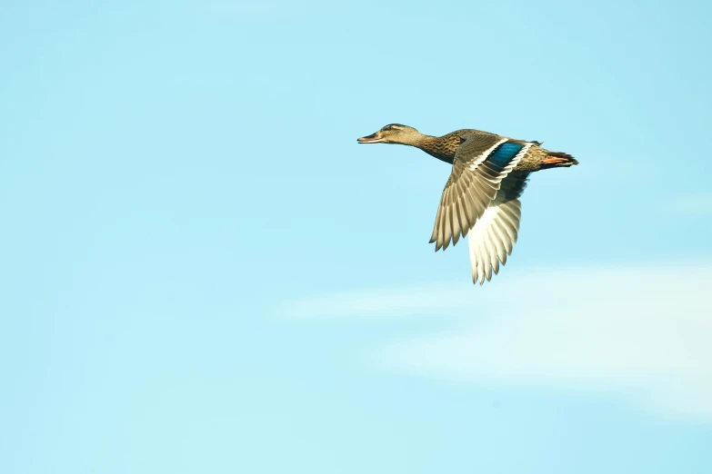 a bird that is flying through the air