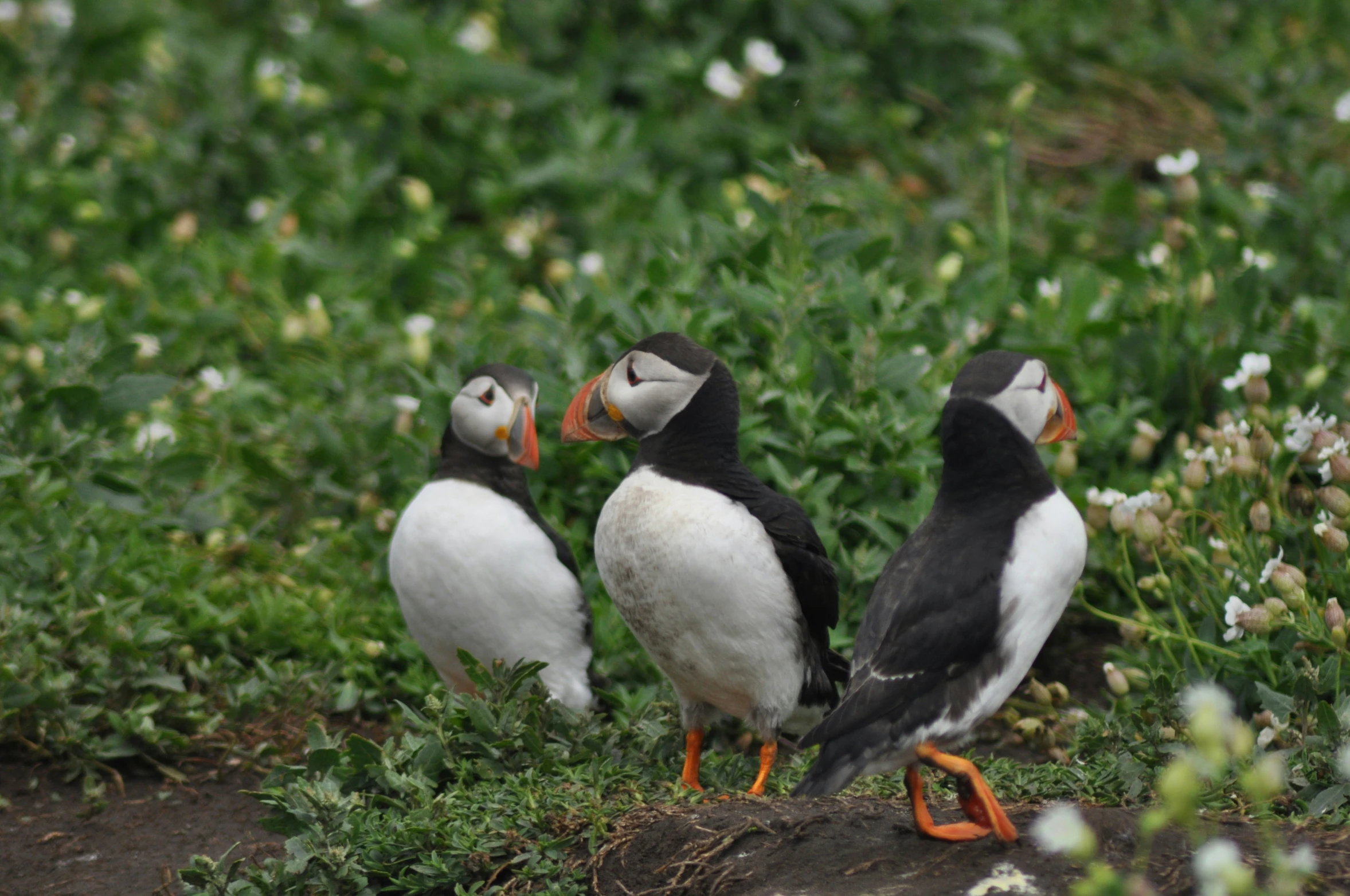 three birds with orange beaks on the grass