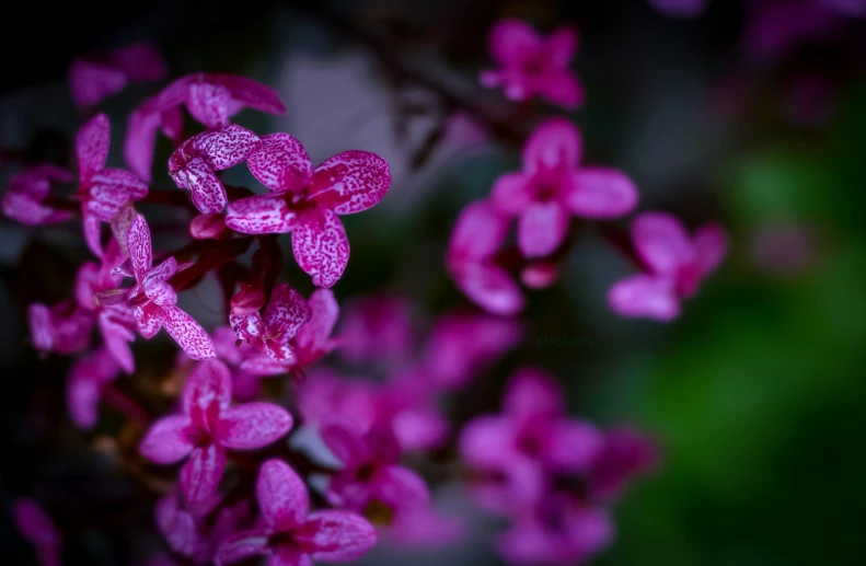 a close up of pink flowers on green stems