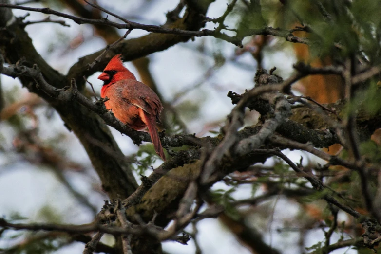 there is a small red bird on the tree nch