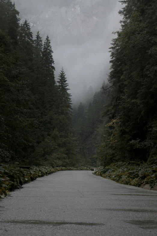 a pathway leads to a wooded area in the background is fog