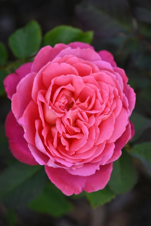 a beautiful pink rose blooming from the center with green leaves