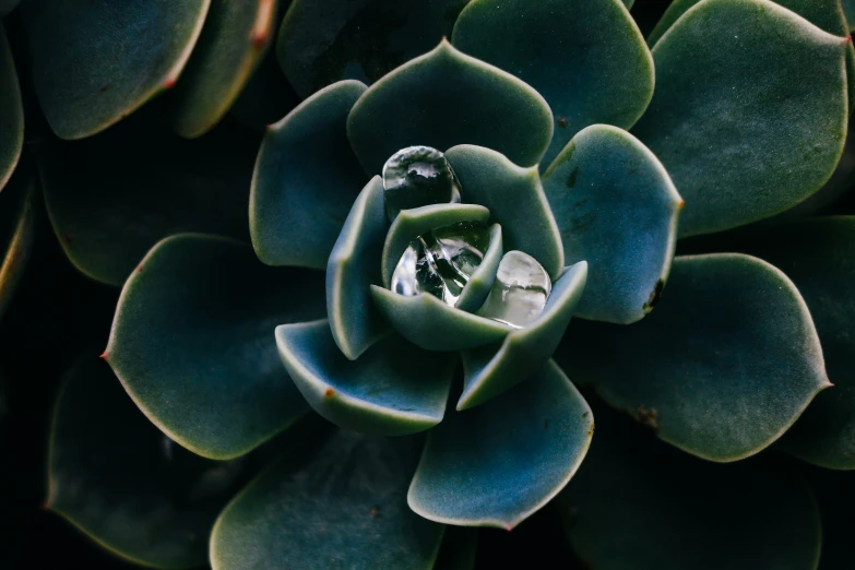 a close up s of a green plant