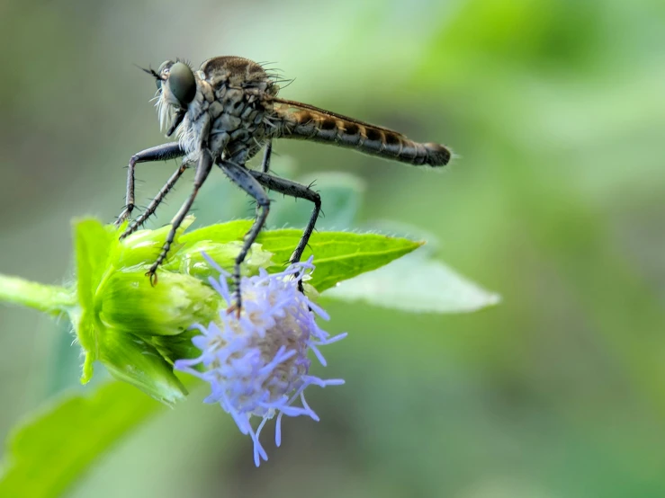 a fly is resting on a flower while others are eating the flower