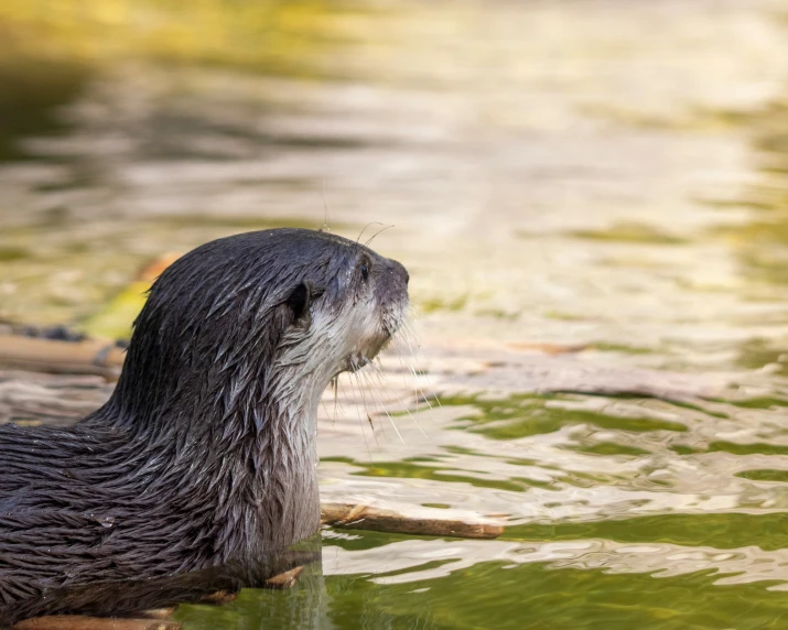 a beaver looking up while swimming in the water