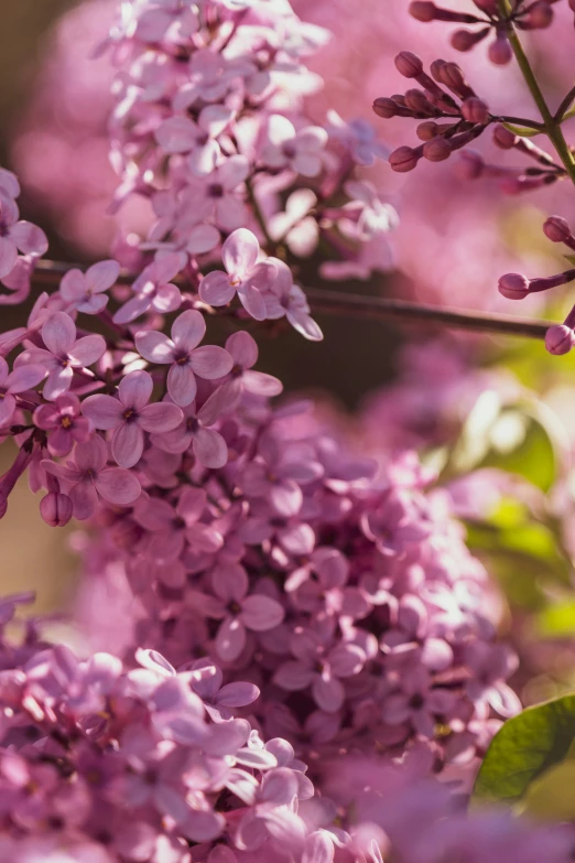 the close up of purple lilacs in bloom