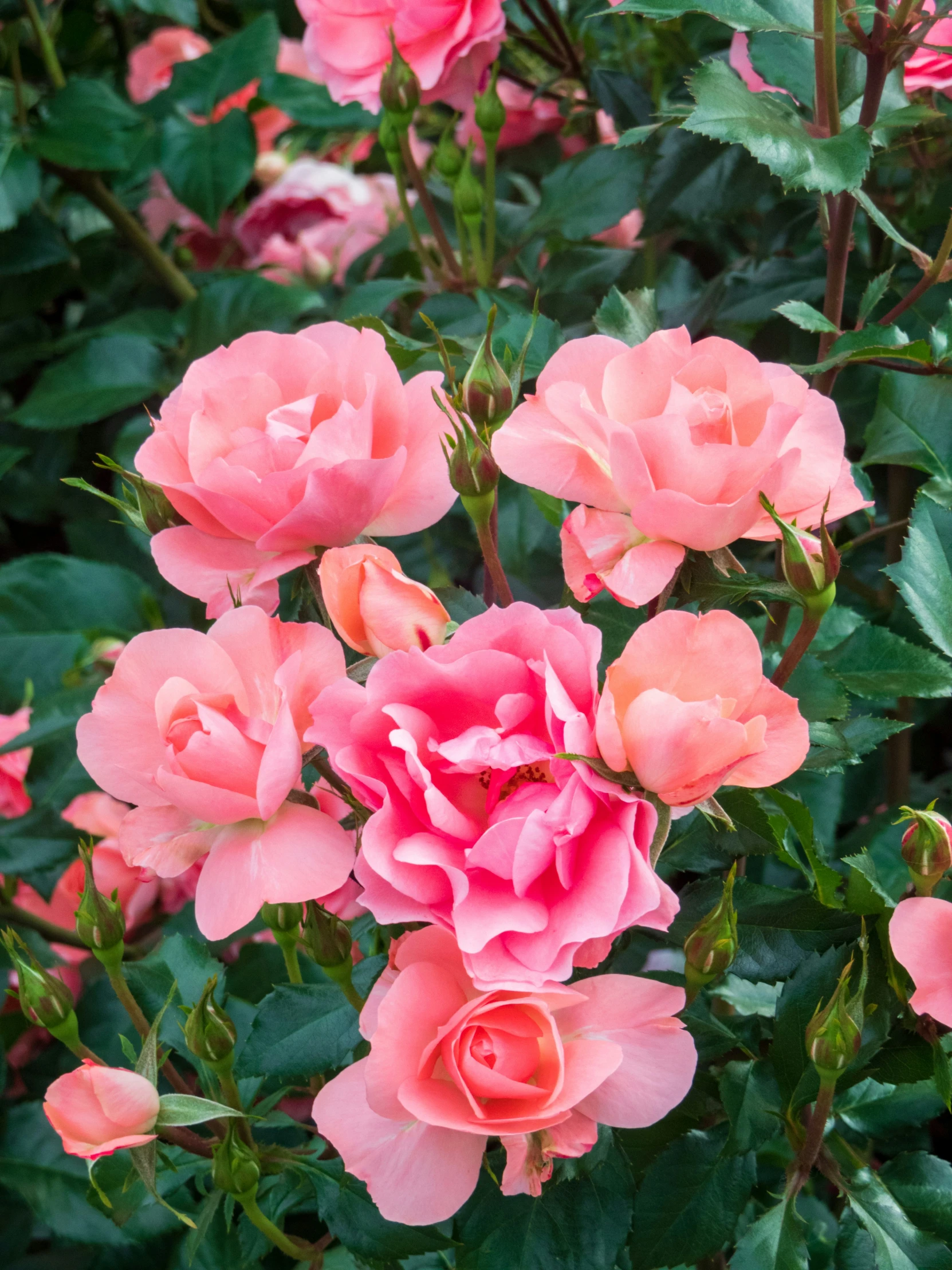 pink roses that are blooming with lots of green leaves