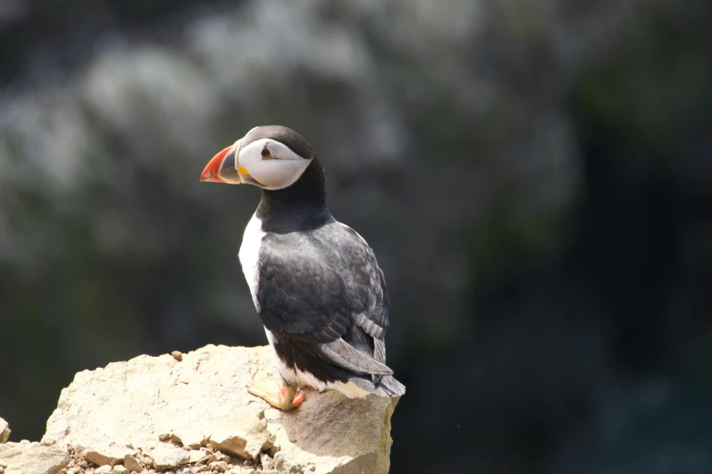 a small bird with a colorful beak sitting on a rock