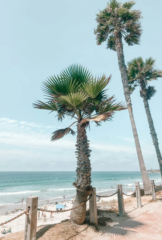 a palm tree standing by a fence near the ocean