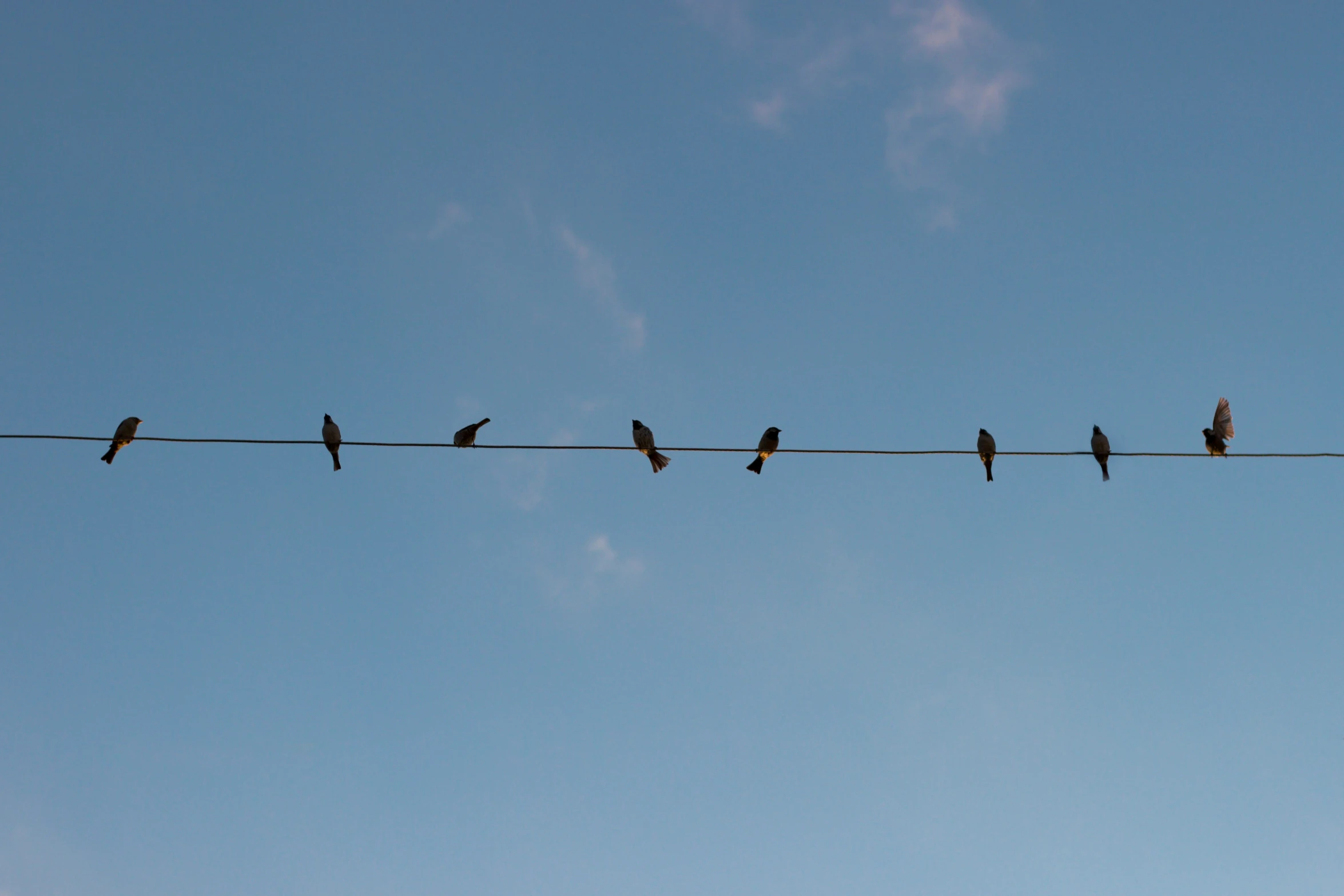 five birds are sitting on the wires looking up at the sky