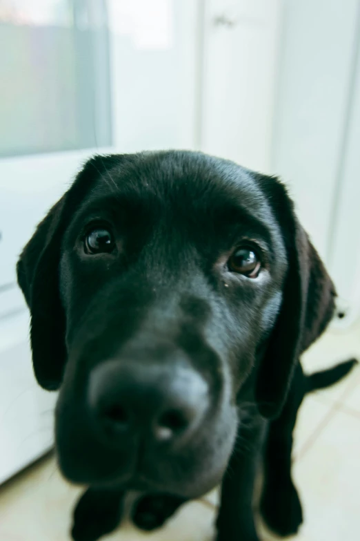 a small black dog with its head turned