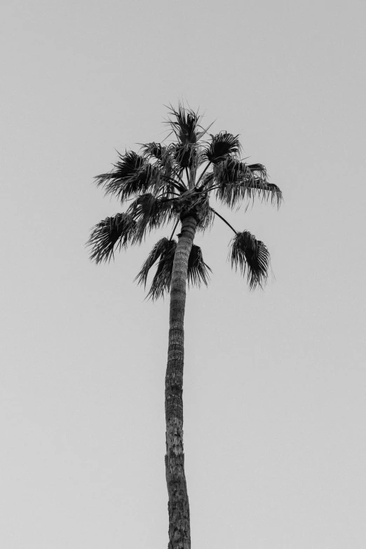 a tall palm tree with two leaves on top