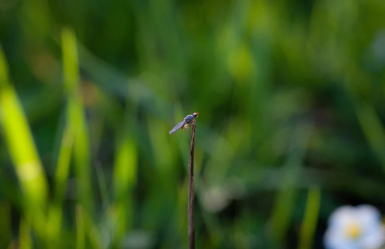 small tiny bird perched on top of a tall plant