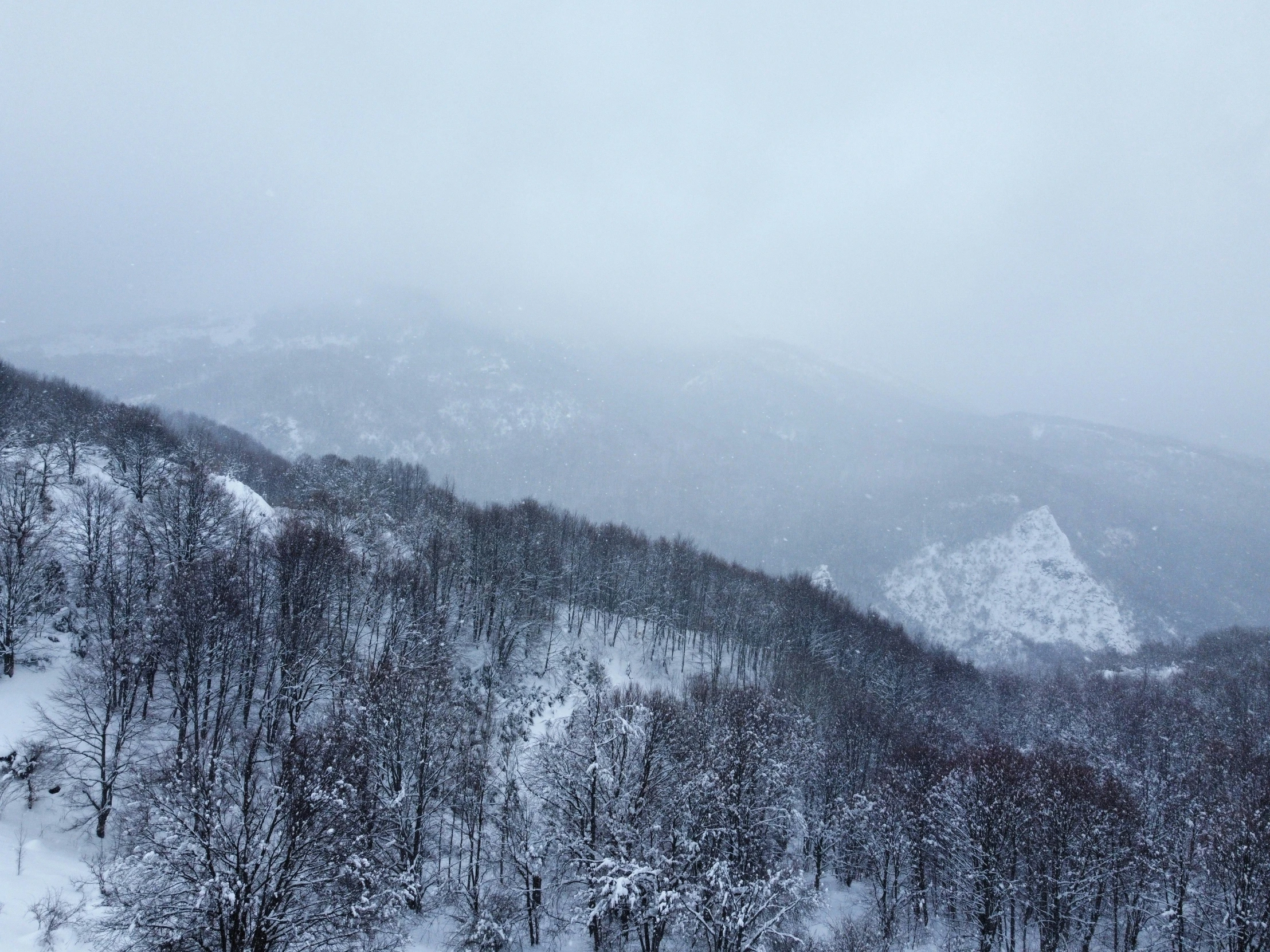 mountains covered with trees in snow under the cloudy sky