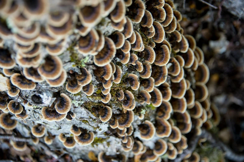 large group of mushrooms growing out of the rock wall