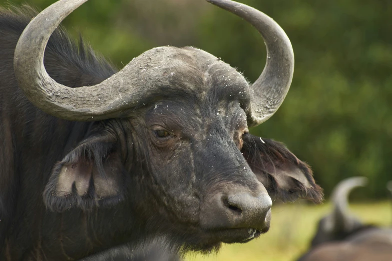 two horned animals that are facing opposite directions