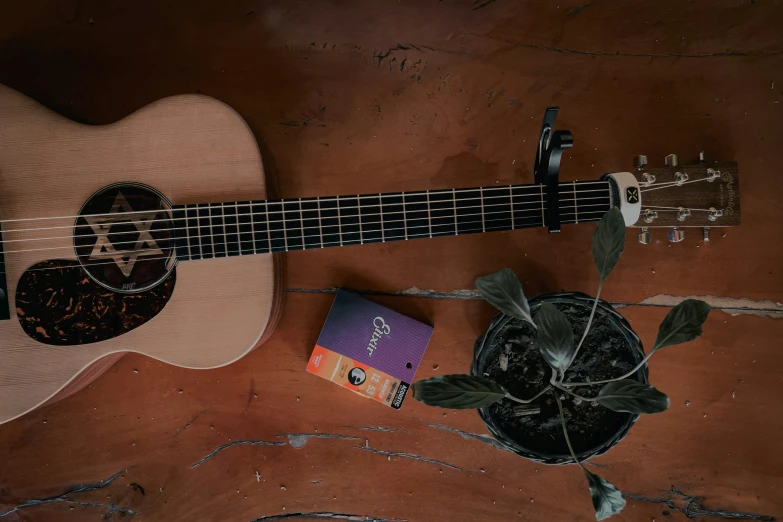 the guitar is next to a potted plant