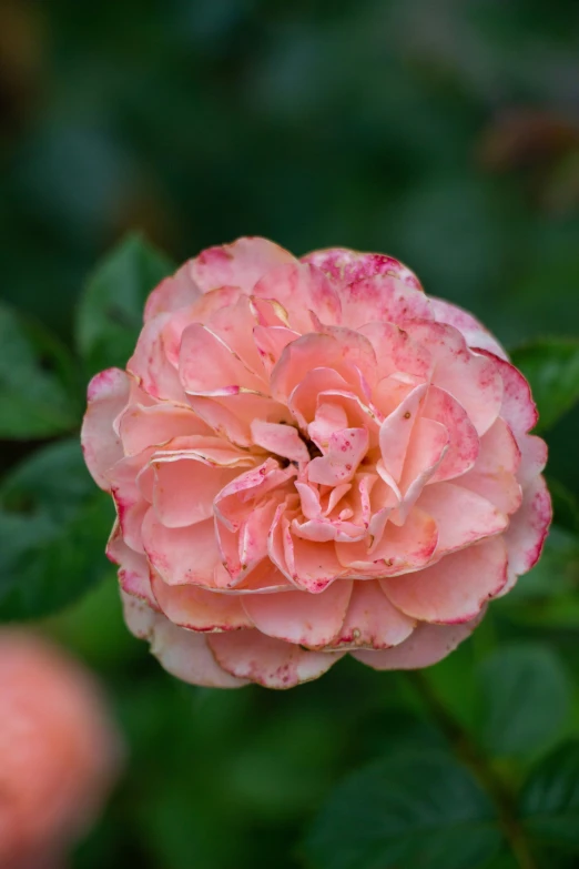 pink flower with large, strang, leaves and buds