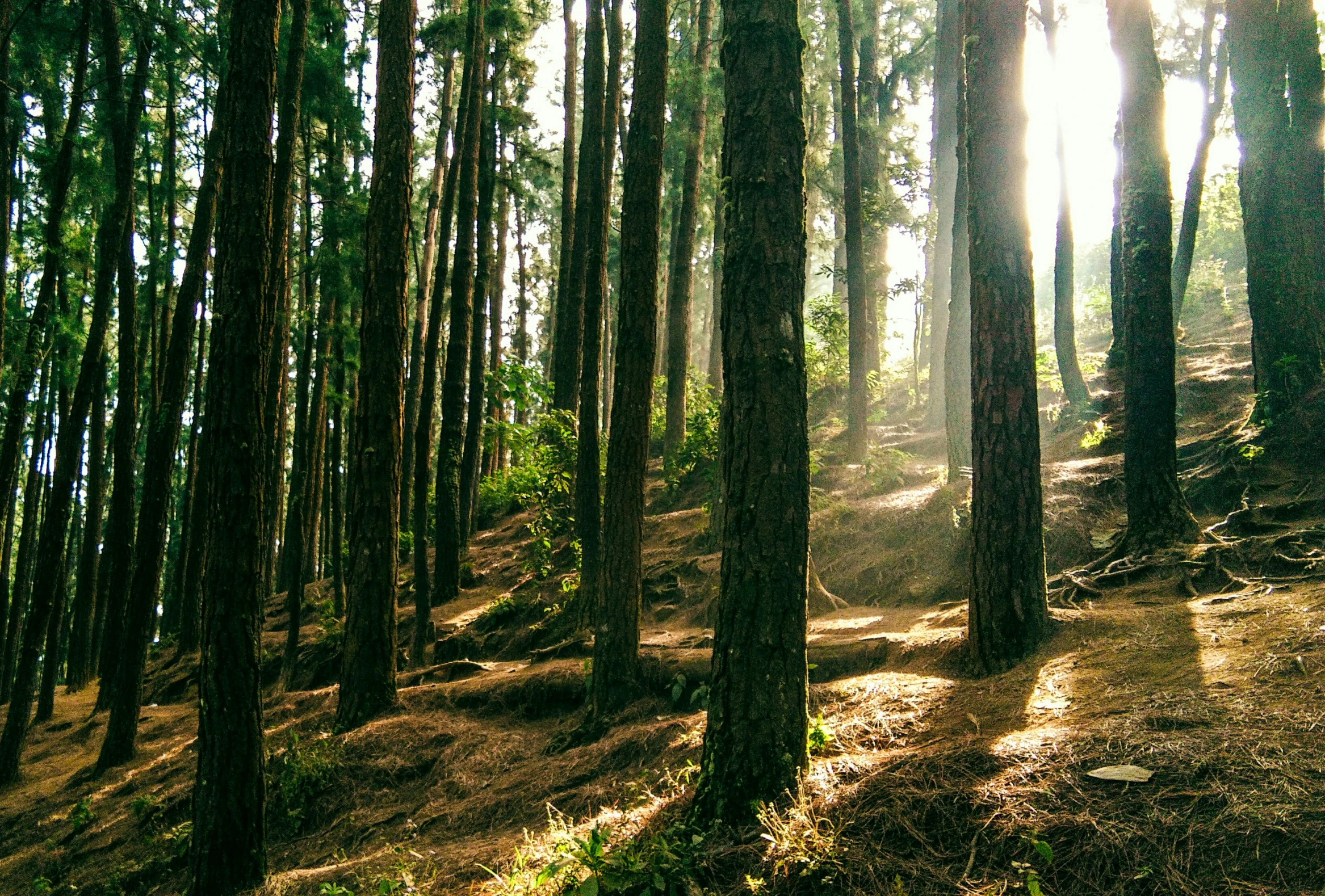 a trail that has some very tall trees