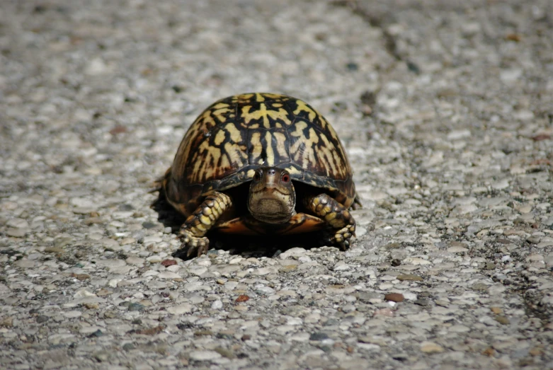 there is a turtle sitting on the ground