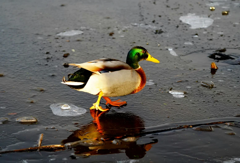 two ducks walking on a wet sandy area