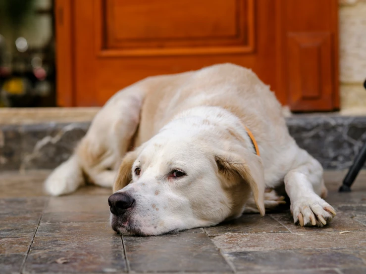 a close up of a dog laying on the floor near a door