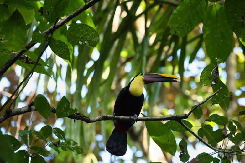 a colorful toucan sits on the nch of a tree