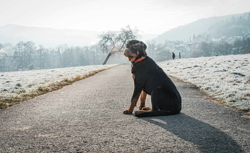 a dog sits on a sidewalk and stares into the distance