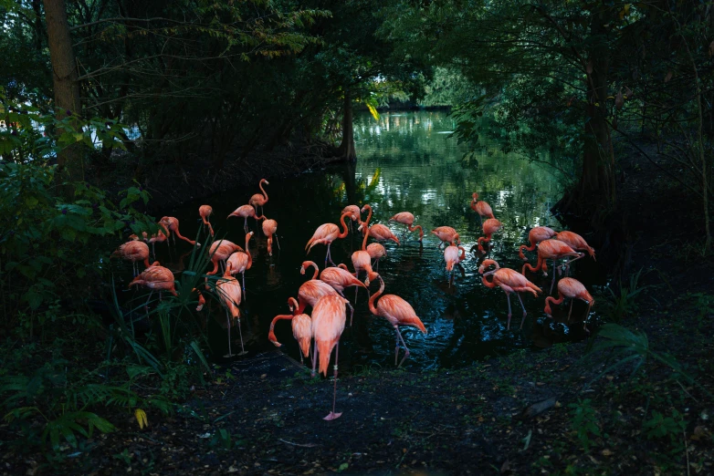 many flamingos are standing by the water on the shore