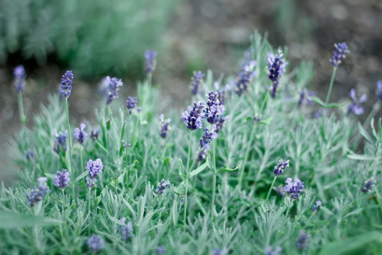 lavender blooms blooming along the side of a road