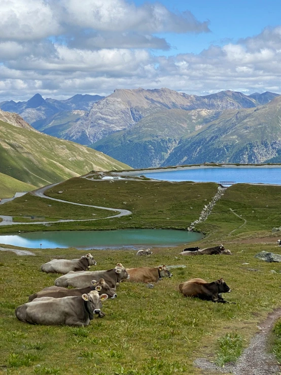 cows are laying in the green field next to a lake