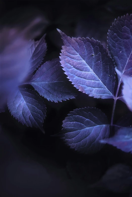 a close up image of purple leaves