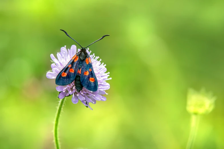 the bright blue erfly sits on top of the flower