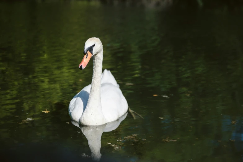 a single white duck floating in the green water