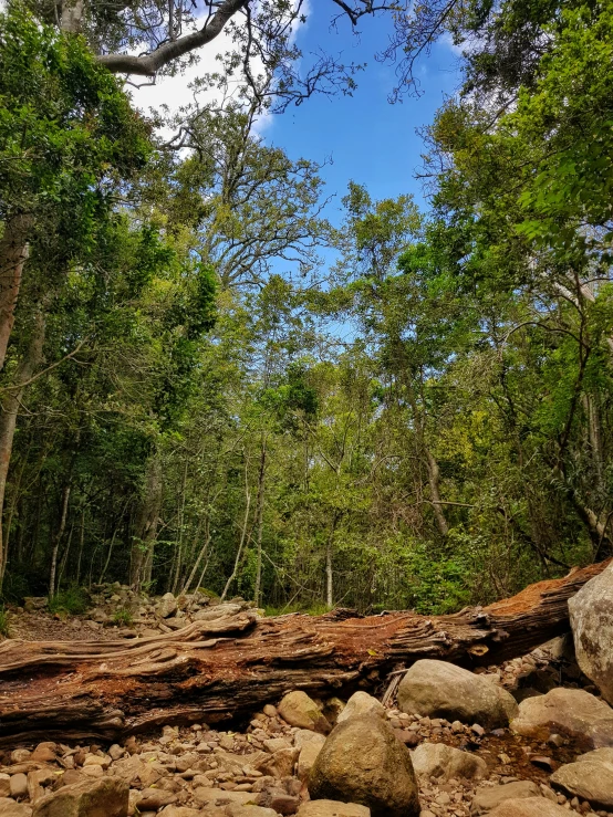 a path leading through a rocky area between some trees