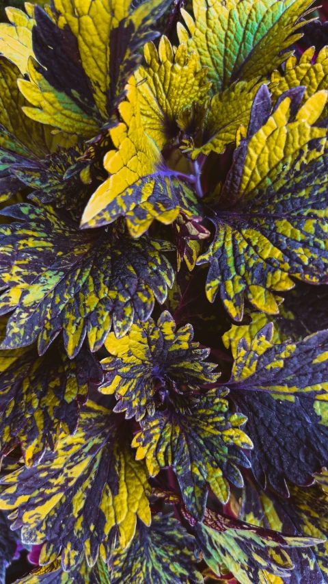 a plant with a green yellow purple green leaves