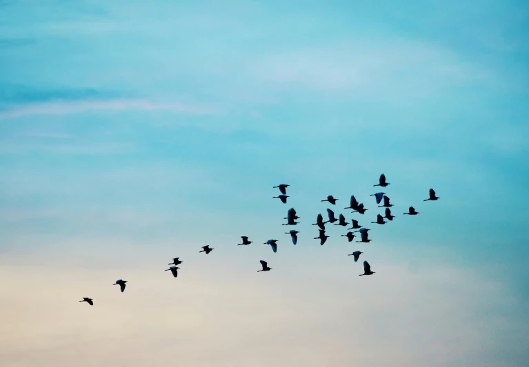 a flock of birds flying in a blue sky