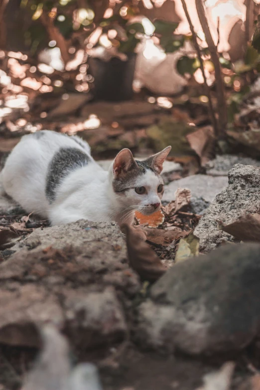 a small gray and white cat sitting on rocks