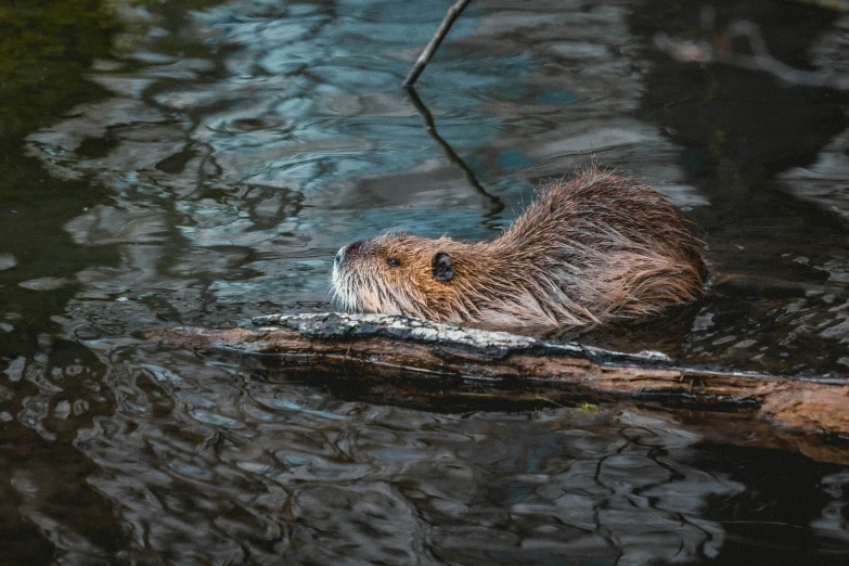 a beaver floats in the water and looks on