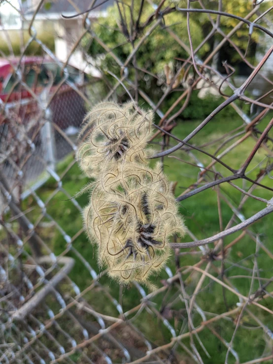 there is a plant inside of a fence