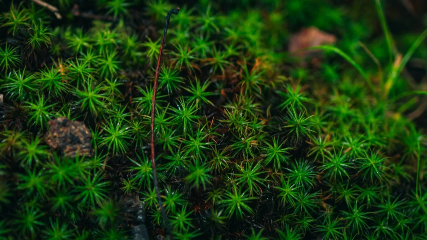closeup of a mossy surface with little green flowers on the top